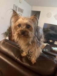 Reunited Female Dog last seen Terradyne and Canterwood (Meadows of Blackhawk, Pflugerville Texas), Pflugerville, TX 78660