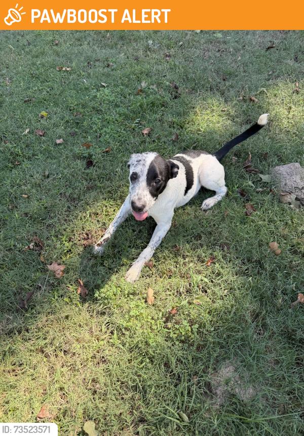 Found/Stray Male Dog last seen Huffsmith Conroe Rd, Montgomery County, TX 77354