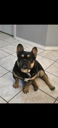 Reunited Female Dog last seen Near NW 9th St, Moore, OK 73170, USA, Moore, OK 73170