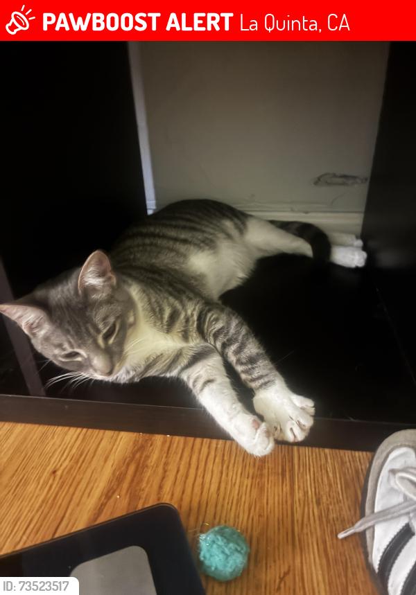 Lost Female Cat last seen Vallejo and Montery, La Quinta, CA 92253