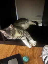 Lost Female Cat last seen Vallejo and Montery, La Quinta, CA 92253