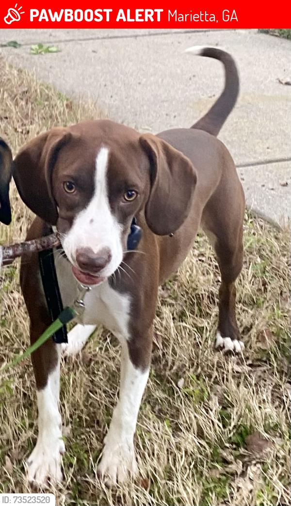 Lost Female Dog last seen Murdock Rd, Marietta, GA 30062