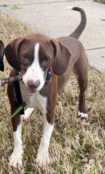 Lost Female Dog last seen Murdock Rd, Marietta, GA 30062