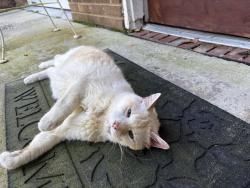 Found/Stray Unknown Cat last seen Old Hollow rd Kerwin church area, Kernersville, NC 27284