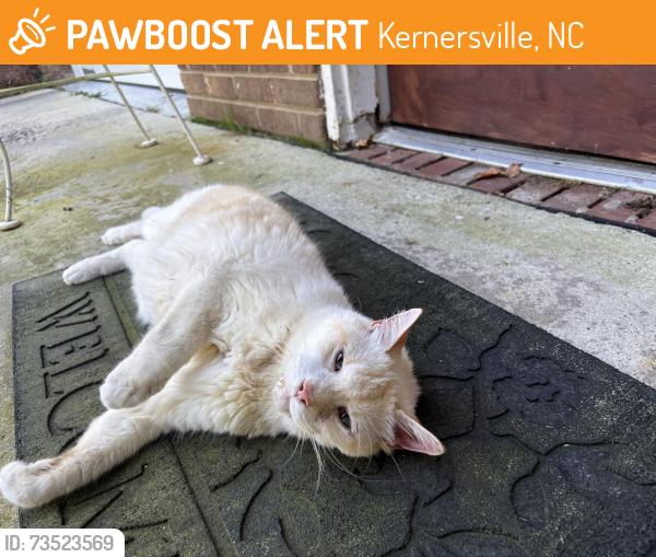Found/Stray Unknown Cat last seen Old Hollow rd Kerwin church area, Kernersville, NC 27284