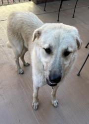 Reunited Female Dog last seen Gordon Smith Rd, Knox County, TN 37938