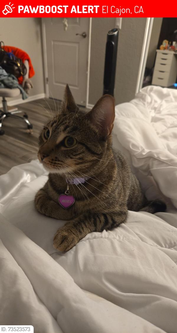 Lost Female Cat last seen Near petree st at forest park Fletcher hills apmts, El Cajon, CA 92020