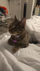 Lost Female Cat last seen Near petree st at forest park Fletcher hills apmts, El Cajon, CA 92020
