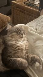 Reunited Female Cat last seen Lewellyn and Evans, Troutdale, OR 97060