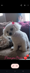 Reunited Female Dog last seen Cerca de Antioch high school, Nashville, TN 37013