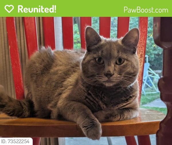 Reunited Female Cat last seen Fremont and 88th Ave, Portland, OR 97220