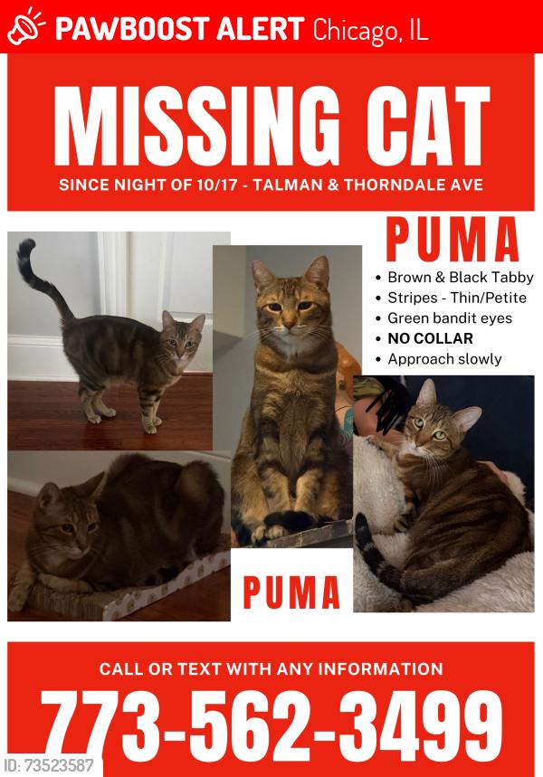 Lost Male Cat last seen Talman & Thorndale, Chicago, IL 60618