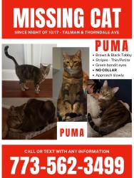 Lost Male Cat last seen Talman & Thorndale, Chicago, IL 60618