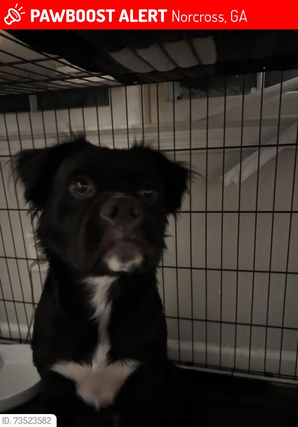 Lost Male Dog last seen pirkle rd, Norcross, GA 30071