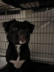 Lost Male Dog last seen pirkle rd, Norcross, GA 30071