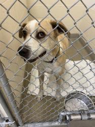 Shelter Stray Male Dog last seen on 66th between 510 and 77th, Vero Beach, FL, 6230 77th St, Vero Beach, FL 32967, USA