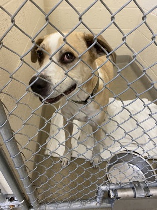 Shelter Stray Male Dog last seen on 66th between 510 and 77th, Vero Beach, FL, 6230 77th St, Vero Beach, FL 32967, USA