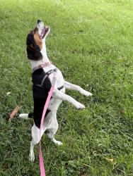 Lost Female Dog last seen Merrimac St/Guilford Ave, Columbus, OH 43222