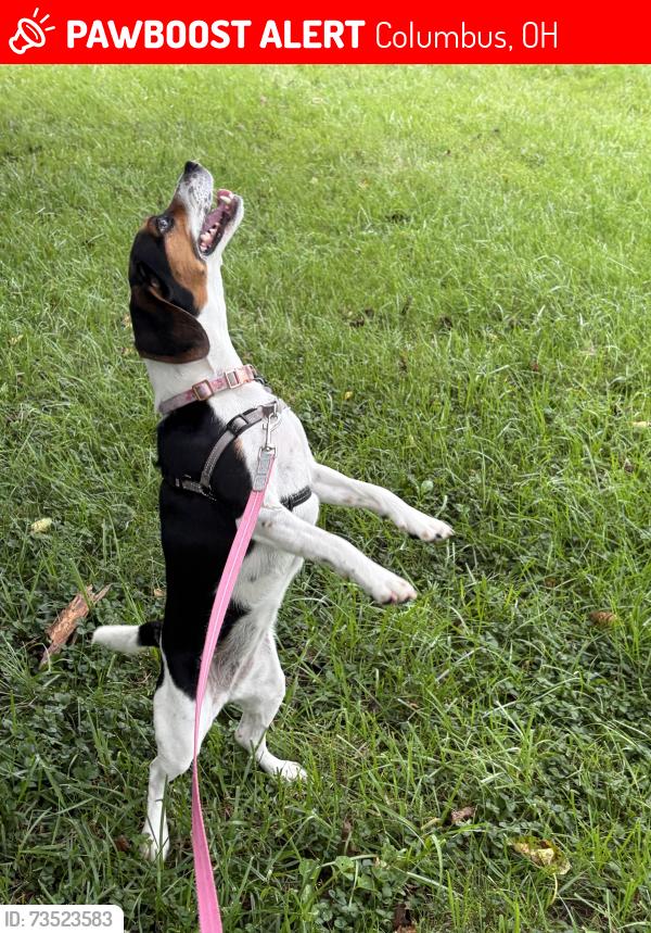Lost Female Dog last seen Merrimac St/Guilford Ave, Columbus, OH 43222