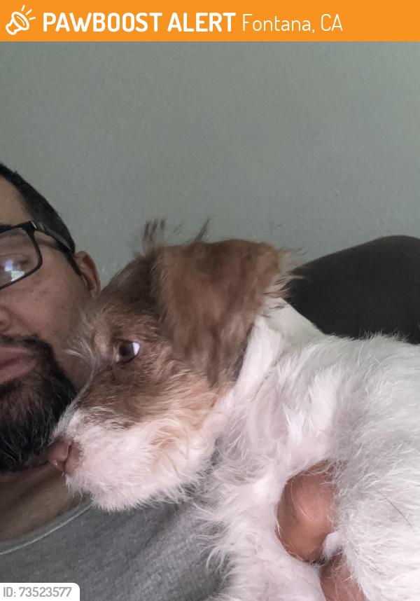 Found/Stray Male Dog last seen Hemlock, Fontana, CA 92335