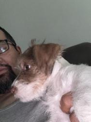Found/Stray Male Dog last seen Hemlock, Fontana, CA 92335