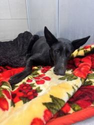 Shelter Stray Female Dog last seen Near N Main St, North District, TX, 355 Hillshire Dr, Haslet, TX 76052, USA