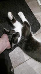 Reunited Female Cat last seen Near W COMSTOCK AVE, Elmhurst, IL 60126