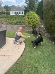 Reunited Female Dog last seen Archibald / Whirlaway, Rancho Cucamonga, CA 91701