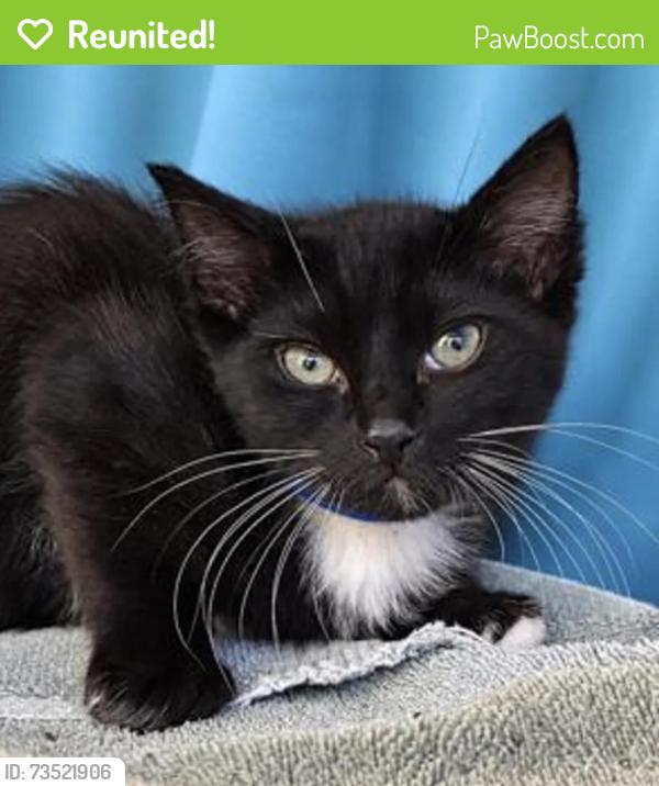 Reunited Male Cat last seen Near ramble rose Cir, Sanford, FL 32771
