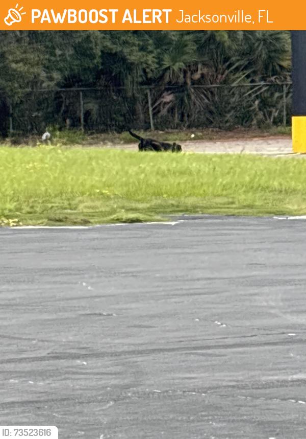 Found/Stray Female Dog last seen Roses parking lot, Jacksonville, FL 32208