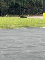 Found/Stray Female Dog last seen Roses parking lot, Jacksonville, FL 32208