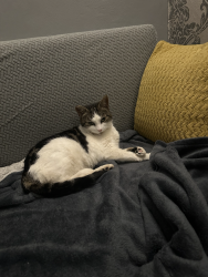 Lost Female Cat last seen Holly lane to Topsham rd, West Midlands, England 