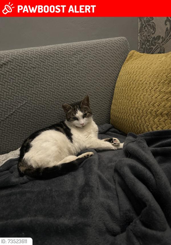 Lost Female Cat last seen Holly lane to Topsham rd, West Midlands, England 
