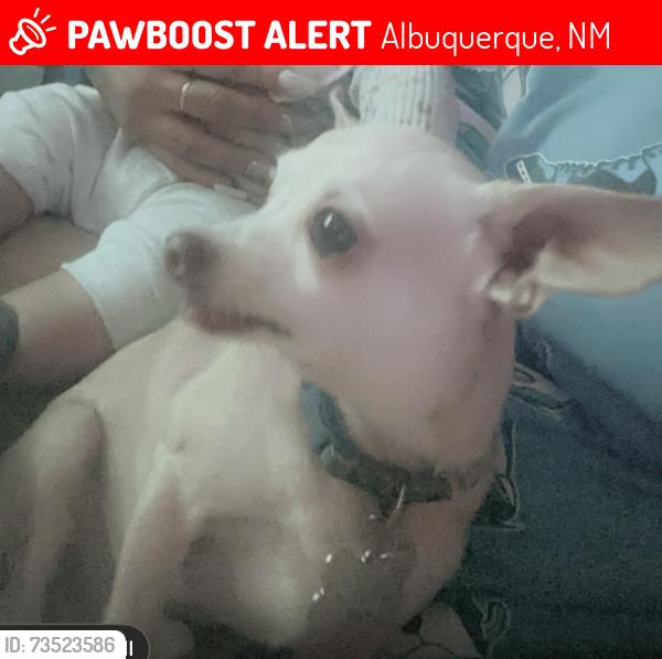 Lost Male Dog last seen Wyoming and Zuni, Albuquerque, NM 87108