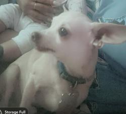 Lost Male Dog last seen Wyoming and Zuni, Albuquerque, NM 87108