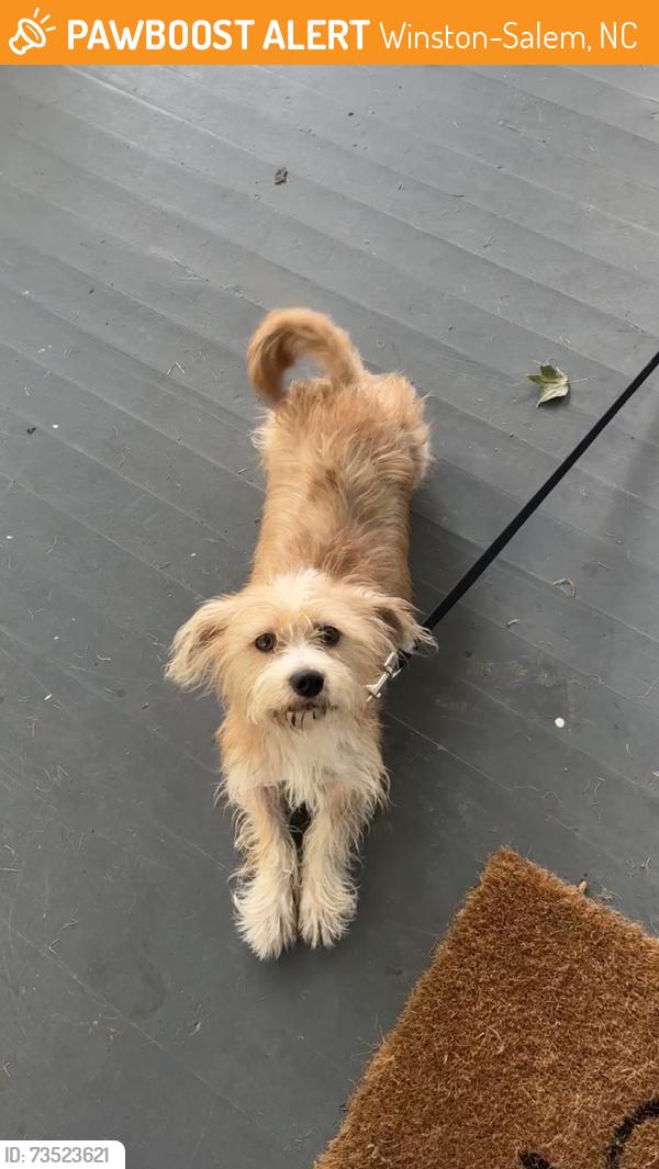 Found/Stray Male Dog last seen YMCA, Winston-Salem, NC 27101