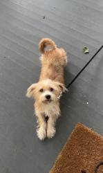 Found/Stray Male Dog last seen YMCA, Winston-Salem, NC 27101