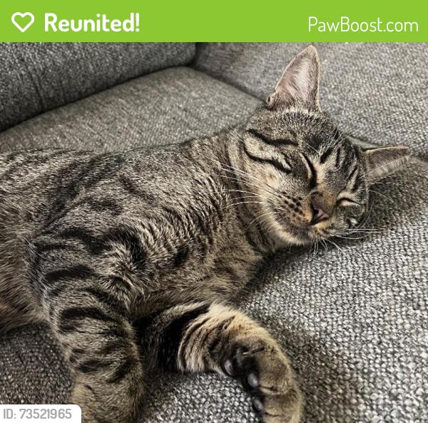 Reunited Male Cat last seen Winding Creek Neighborhood, Orlando, FL 32825