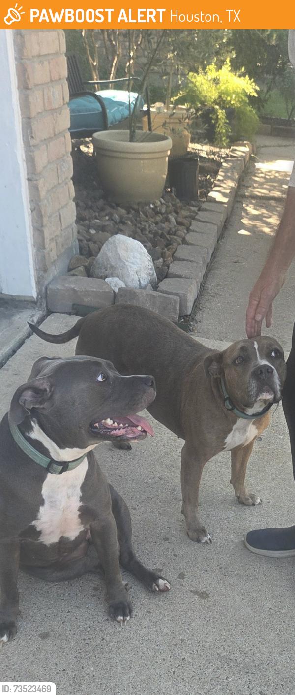 Found/Stray Female Dog last seen Rippling Water & GlenCarin, Houston, TX 77084
