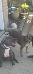 Found/Stray Female Dog last seen Rippling Water & GlenCarin, Houston, TX 77084