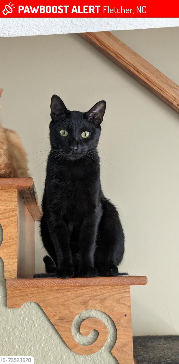 Lost Male Cat last seen Terry's gap rd, jackson rd, Fletcher, NC 28732