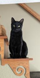 Lost Male Cat last seen Terry's gap rd, jackson rd, Fletcher, NC 28732