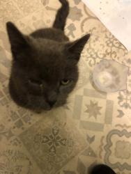 Found/Stray Male Cat last seen near Punjab Stores Bradford BD8 7AE, West Yorkshire, England BD8 7BL