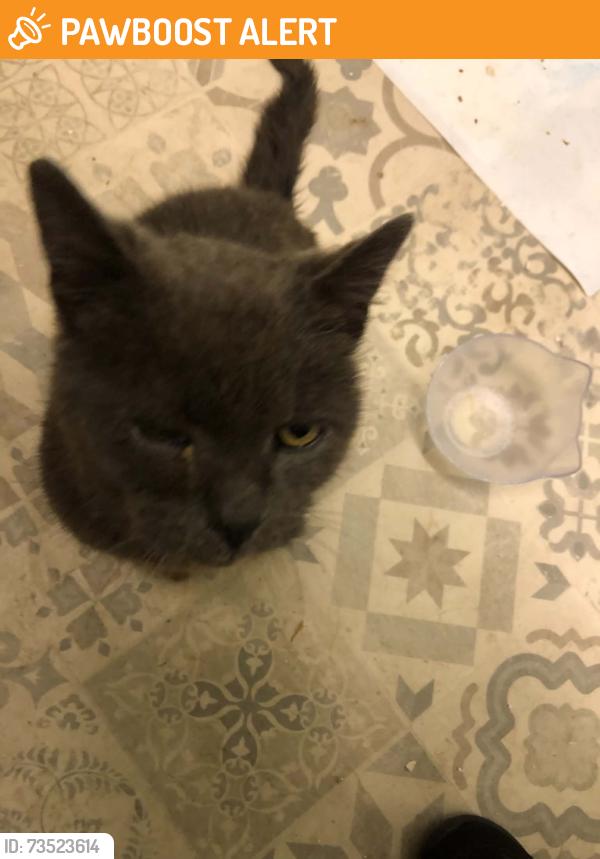 Found/Stray Male Cat last seen near Punjab Stores Bradford BD8 7AE, West Yorkshire, England BD8 7BL