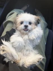 Lost Male Dog last seen Arminta st and informar st, Los Angeles, CA 91335