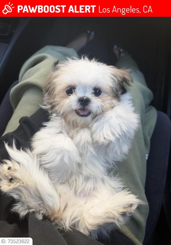 Lost Male Dog last seen Arminta st and informar st, Los Angeles, CA 91335