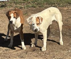 Reunited Male Dog last seen N Purdue Ave and Parsons, Oak Ridge, TN 37830