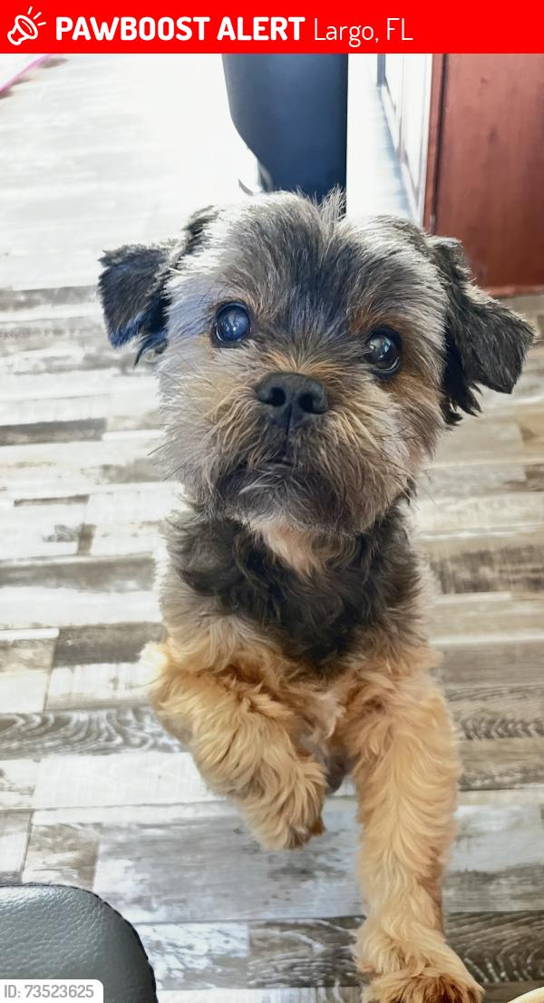 Lost Female Dog last seen Tall Pines and whispering dr s, Largo, FL 33771