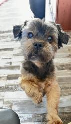 Lost Female Dog last seen Tall Pines and whispering dr s, Largo, FL 33771