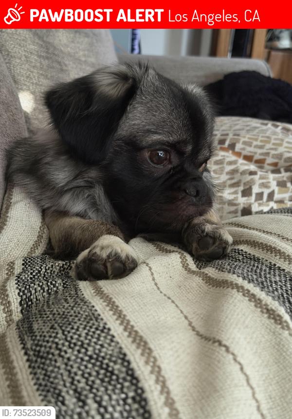 Lost Male Dog last seen Carver Park, Los Angeles, CA 90059